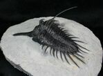 Inch Psychopyge Trilobite - Awesome #4086-1